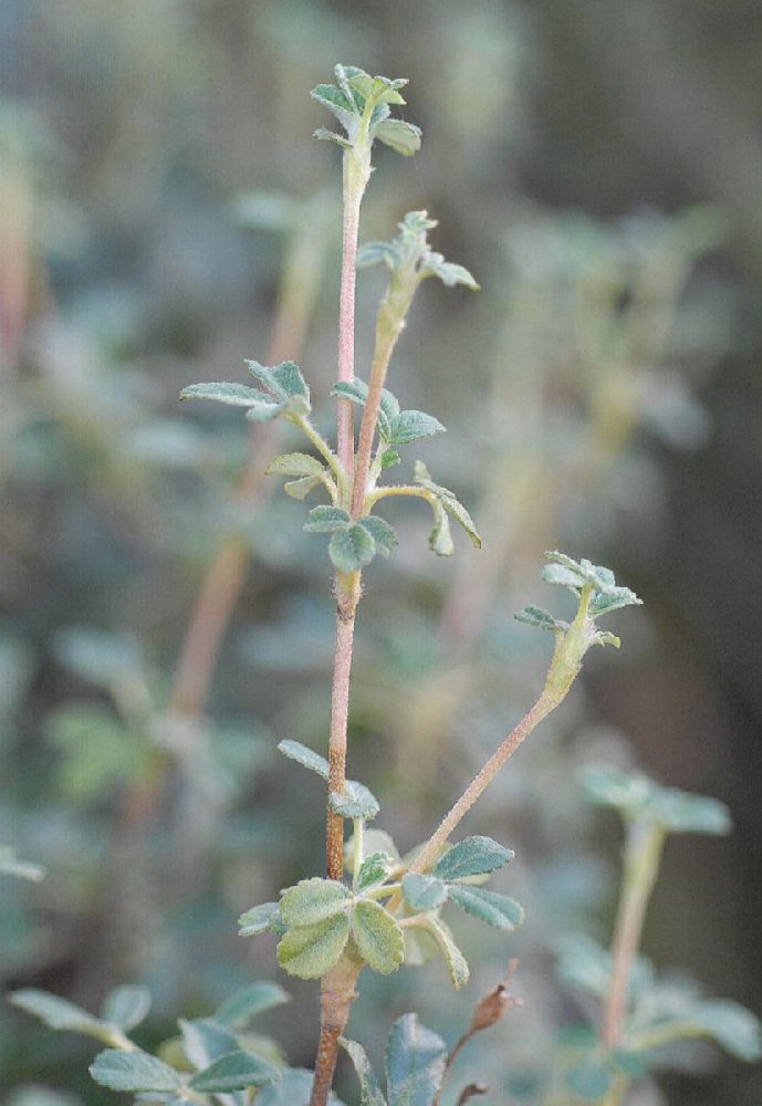 Rosaceae Polylepis besseri
