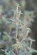 image of Polylepis besseri
