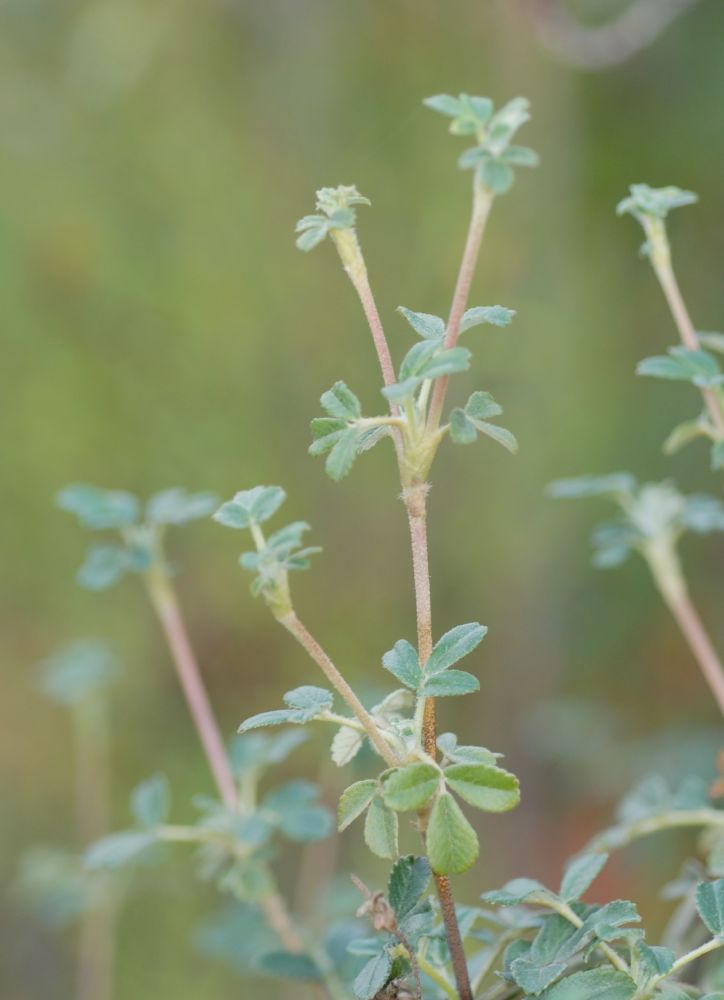 Rosaceae Polylepis besseri