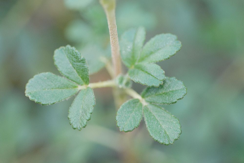Rosaceae Polylepis besseri
