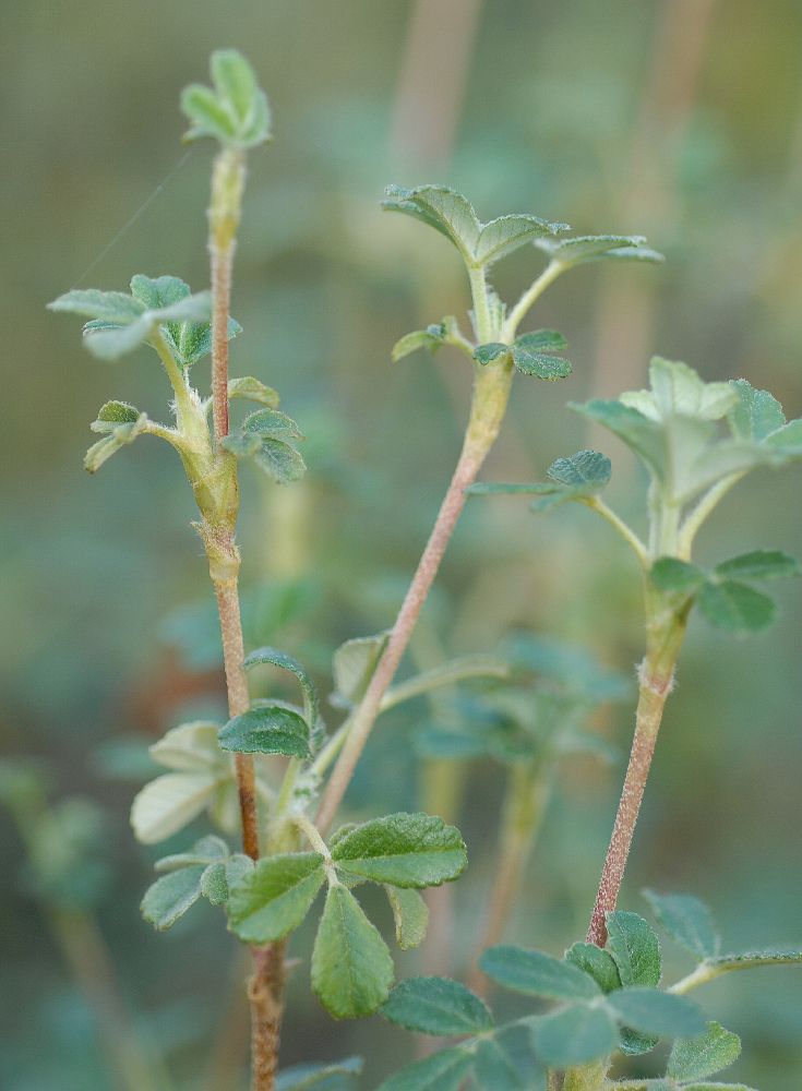 Rosaceae Polylepis besseri
