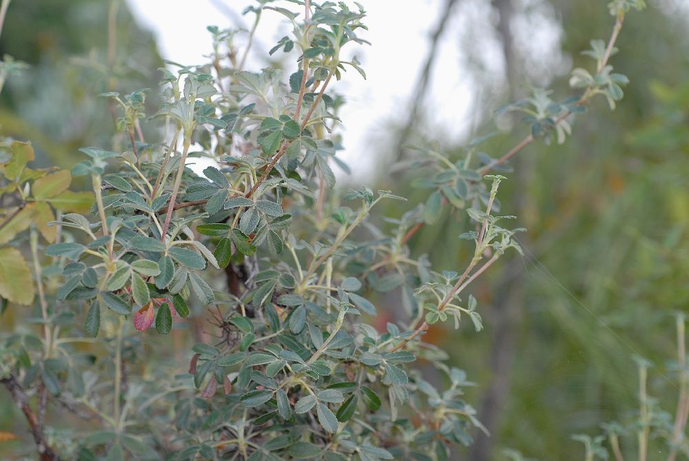 Rosaceae Polylepis besseri