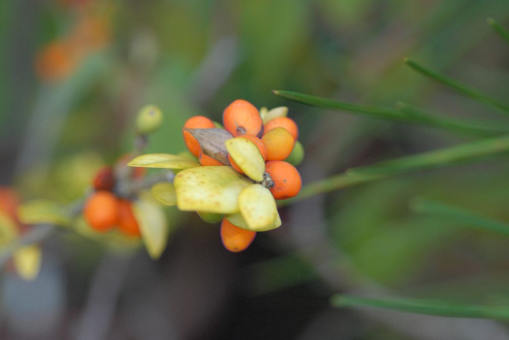 Apocynaceae Alyxia daphnoides