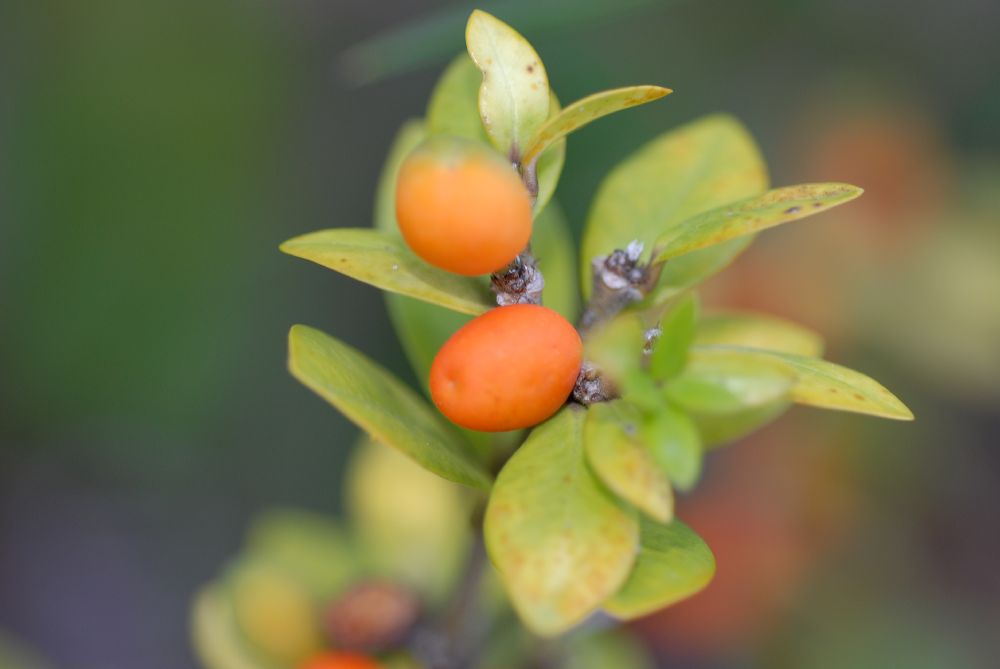 Apocynaceae Alyxia daphnoides