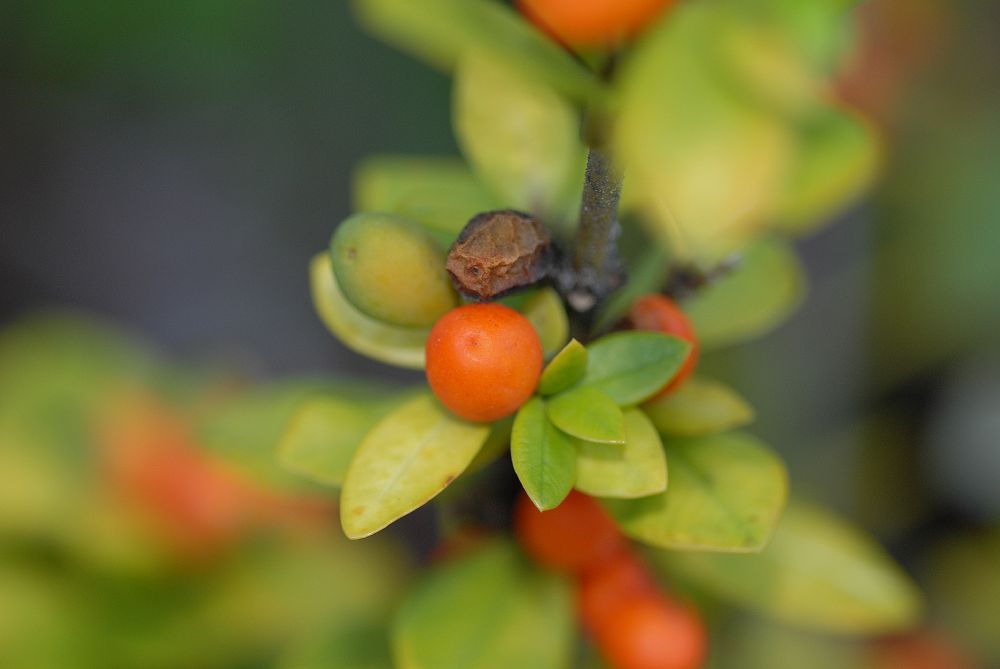 Apocynaceae Alyxia daphnoides