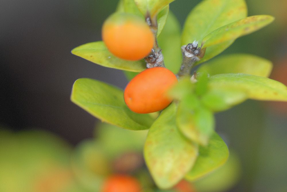 Apocynaceae Alyxia daphnoides