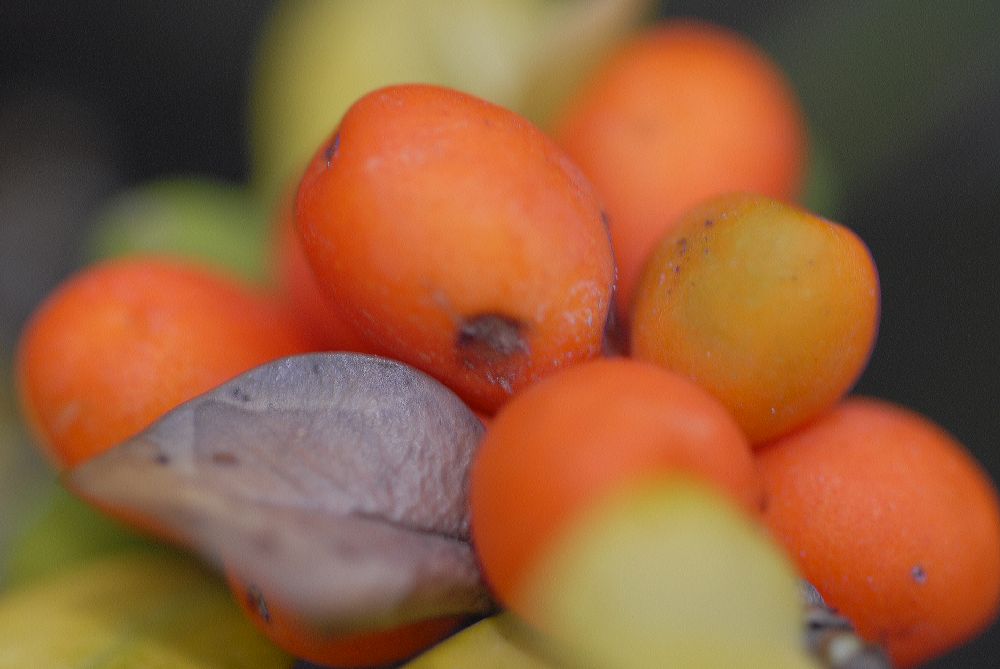 Apocynaceae Alyxia daphnoides