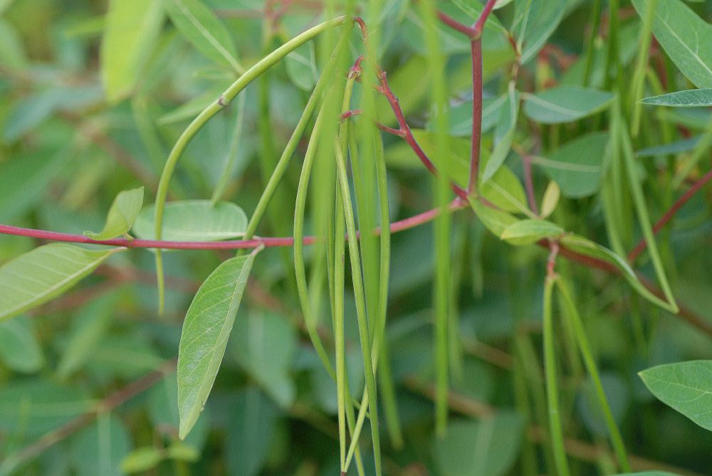 Apocynaceae Apocynum 