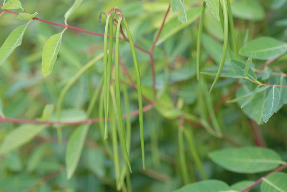 Apocynaceae Apocynum 