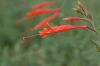 image of Epilobium canum