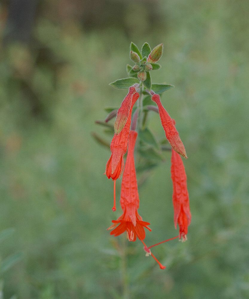 Onagraceae Epilobium canum