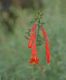 image of Epilobium canum