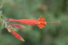 image of Epilobium canum