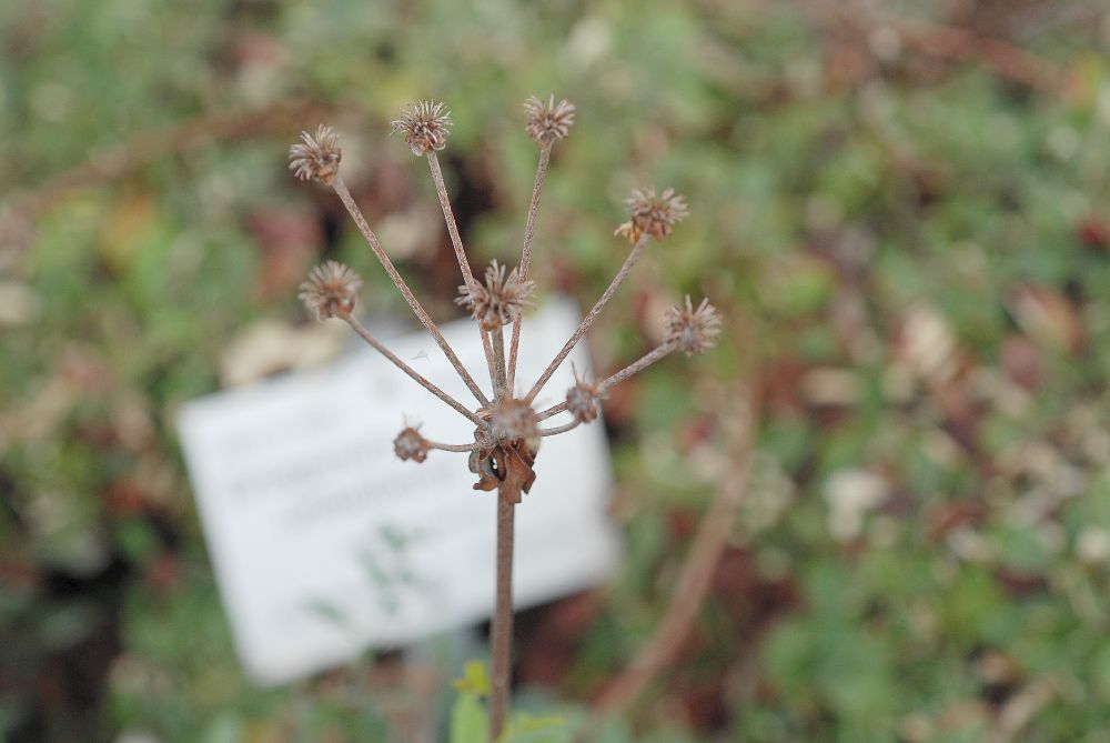 Polygonaceae Eriogonum umbellatum