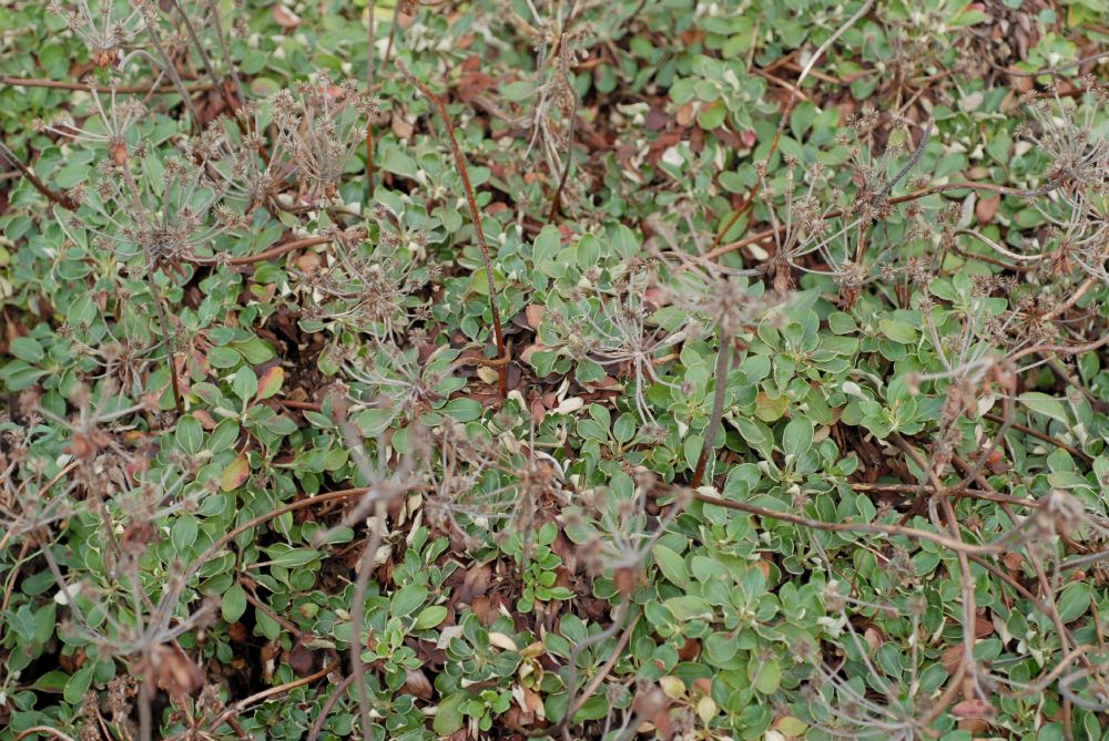 Polygonaceae Eriogonum umbellatum
