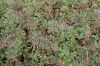 image of Eriogonum umbellatum