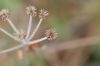 image of Eriogonum umbellatum