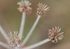 image of Eriogonum umbellatum