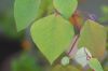 image of Homalanthus populnifolius