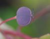 image of Homalanthus populnifolius