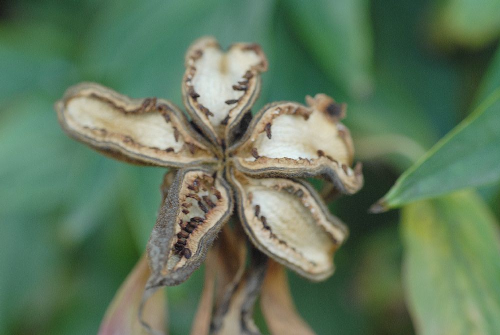 Paeoniaceae Paeonia suffruticosa