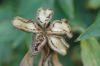 image of Paeonia suffruticosa