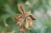 image of Paeonia suffruticosa
