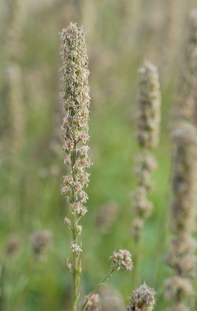 Rosaceae Petrophytum caespitosum
