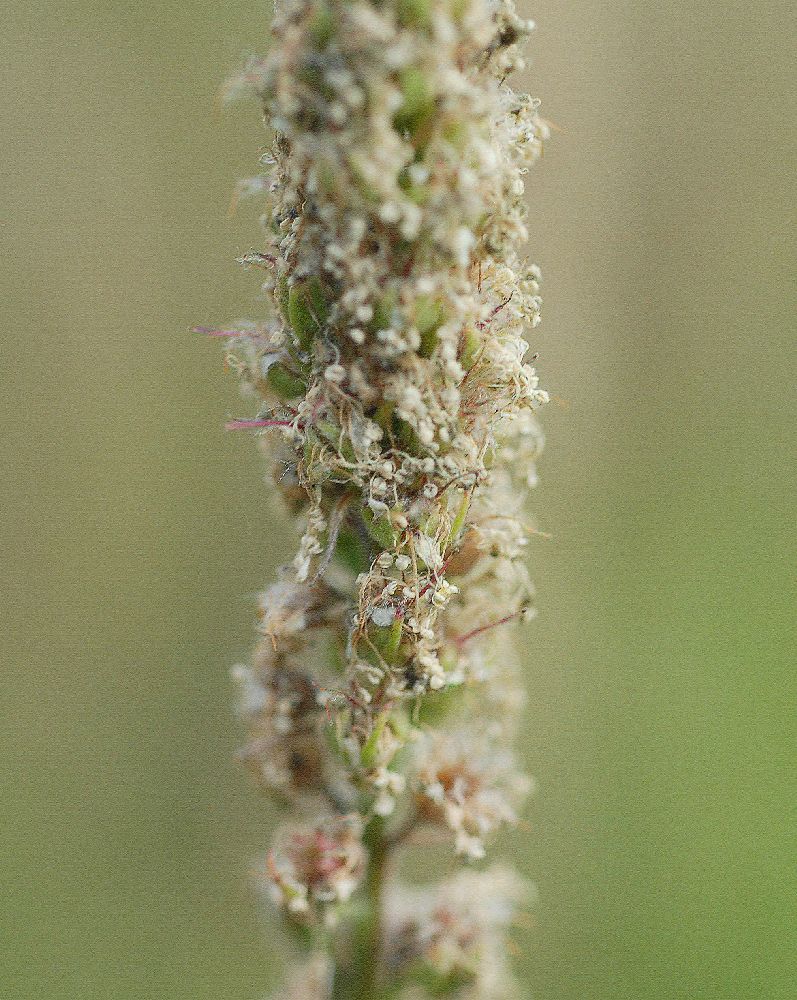 Rosaceae Petrophytum caespitosum