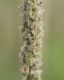 image of Petrophytum caespitosum