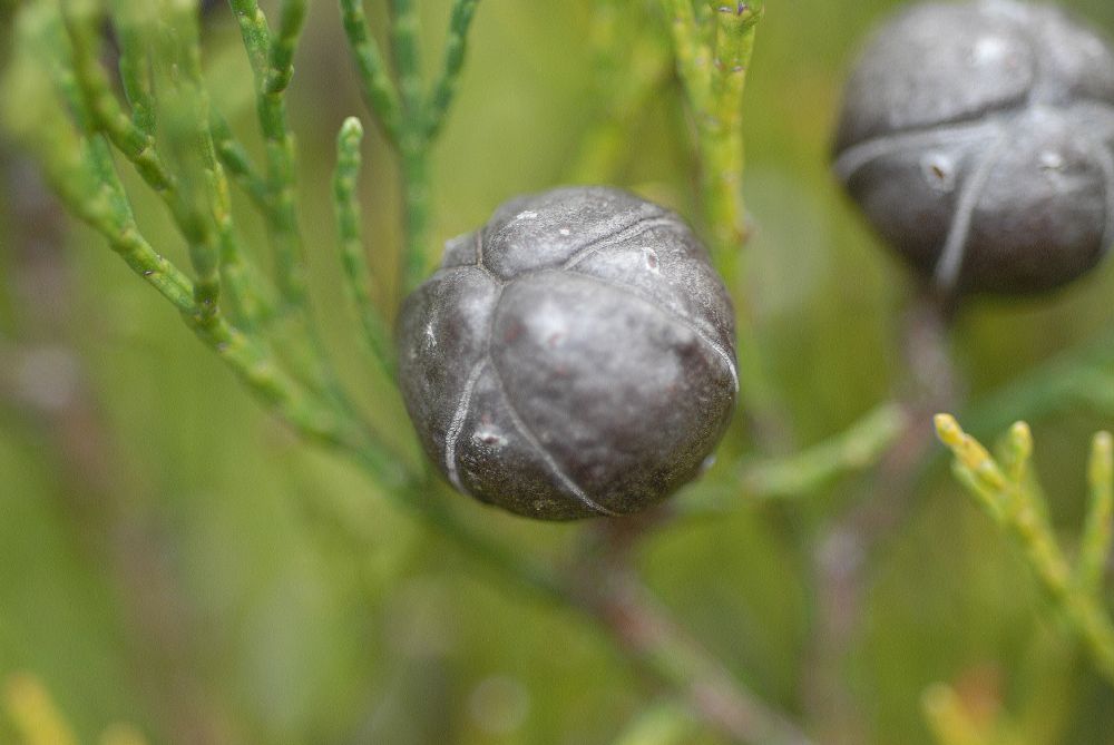 Cupressaceae Callitris drummondii