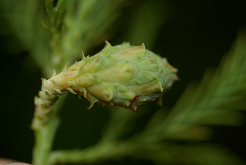 Cupressaceae Glyptostrobus pensilis