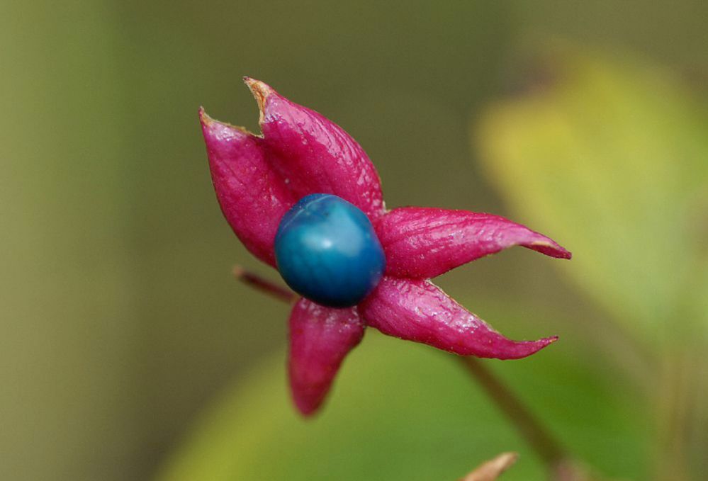 Lamiaceae Clerodendrum trichotomum