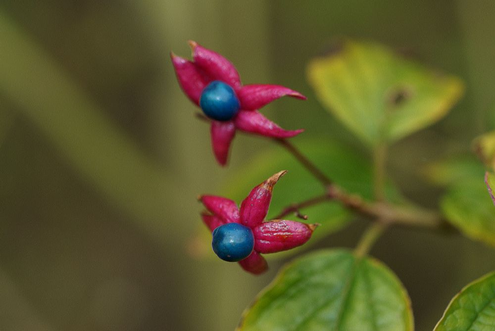 Lamiaceae Clerodendrum trichotomum