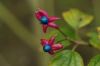image of Clerodendrum trichotomum