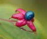 image of Clerodendrum trichotomum