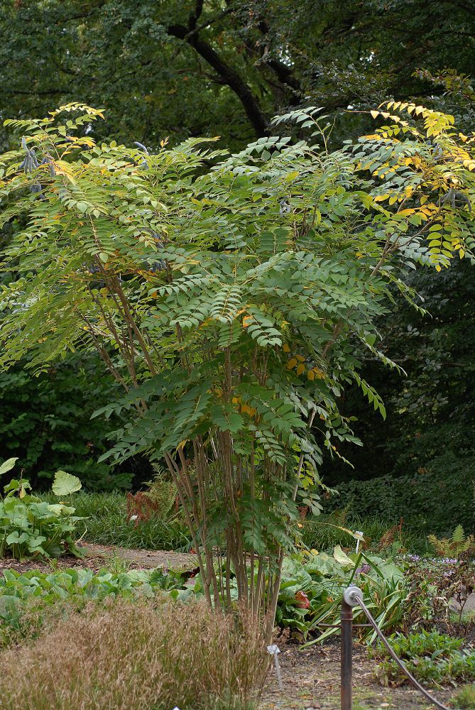 Lardizabalaceae Decaisnea fargesii