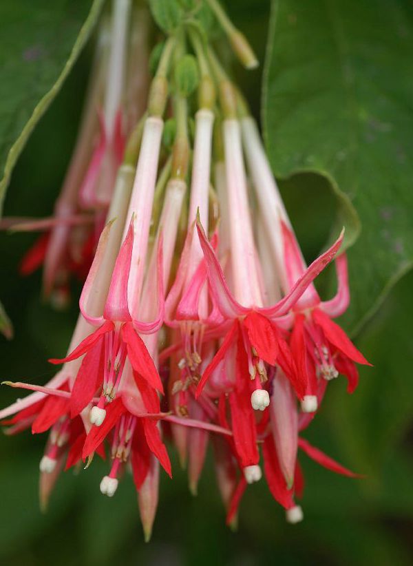 Onagraceae Fuchsia boliviana