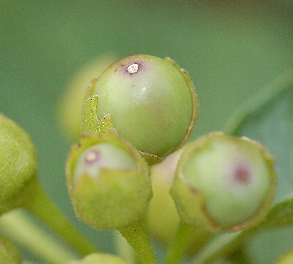 Solanaceae Iochroma cyaneum