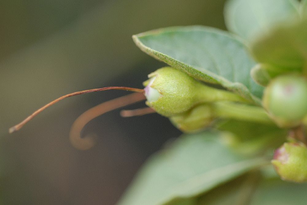 Solanaceae Iochroma cyaneum