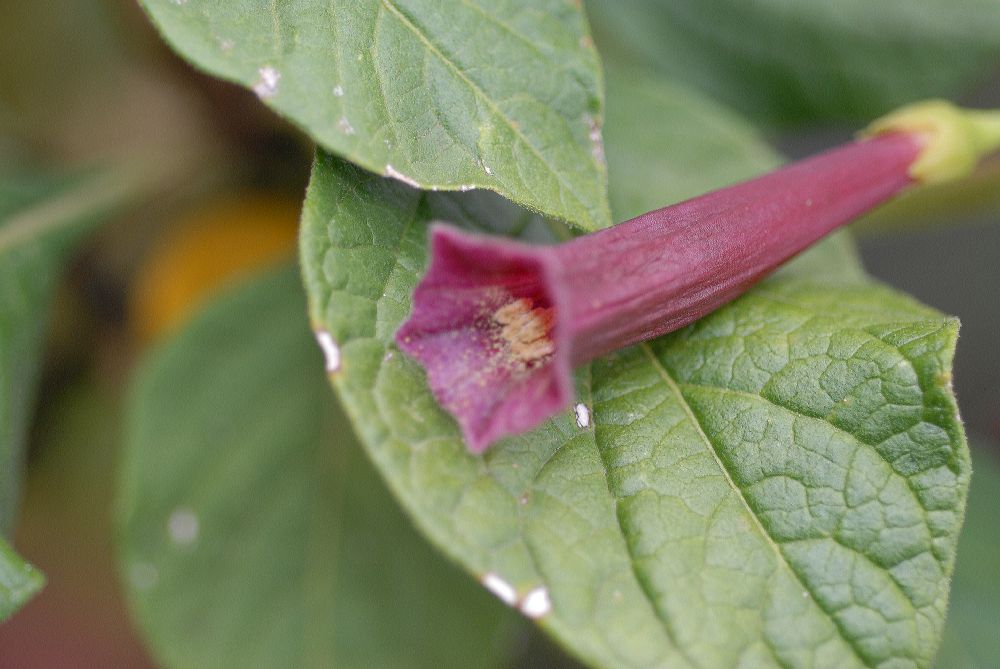 Solanaceae Iochroma cyaneum