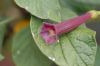 image of Iochroma cyaneum