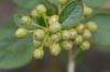 image of Iochroma cyaneum