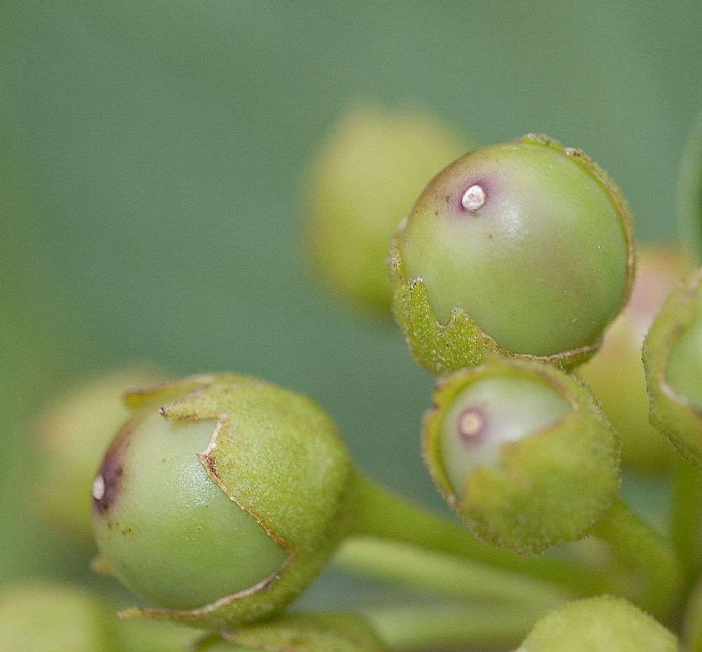 Solanaceae Iochroma cyaneum