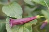 image of Iochroma cyaneum