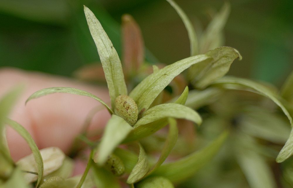 Anacardiaceae Loxostylis alata