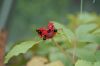 image of Paeonia cambessedesii