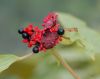 image of Paeonia cambessedesii