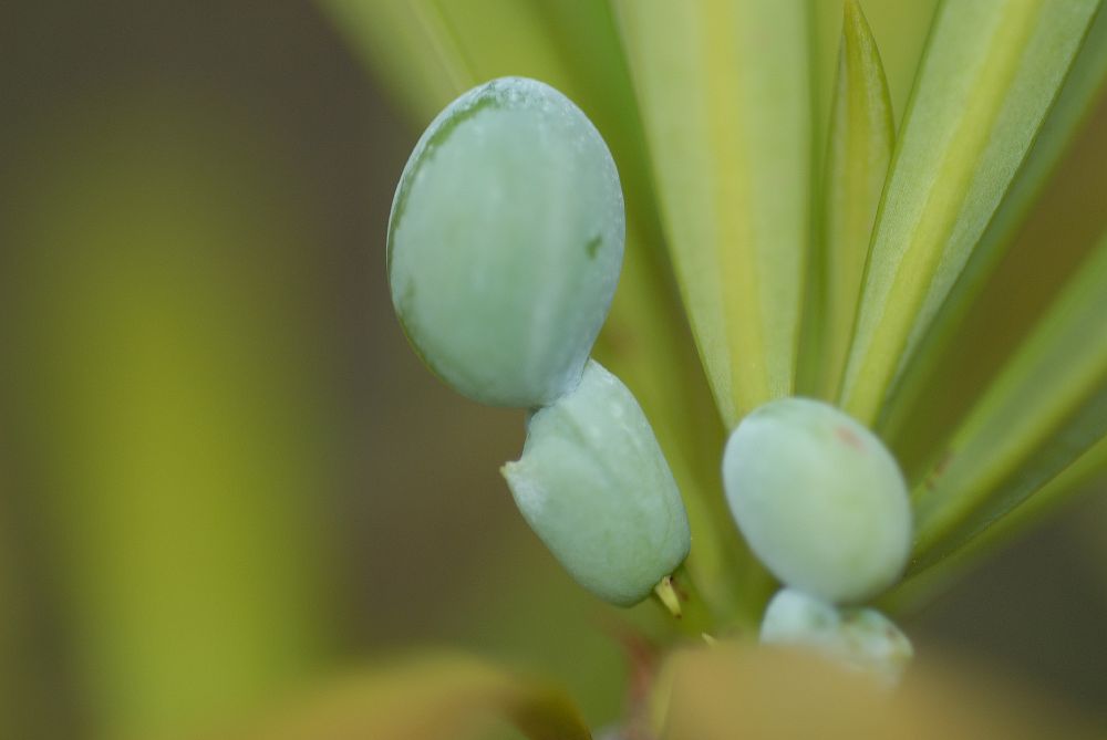 Podocarpaceae Podocarpus macrophyllus