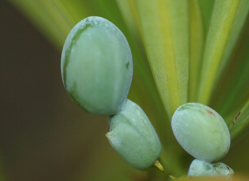 Podocarpaceae Podocarpus macrophyllus